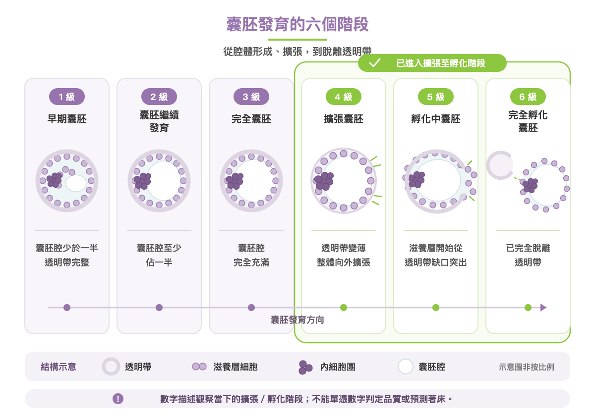囊胚發育的六個階段：從早期囊胚、完全囊胚、擴張囊胚到完全孵化囊胚