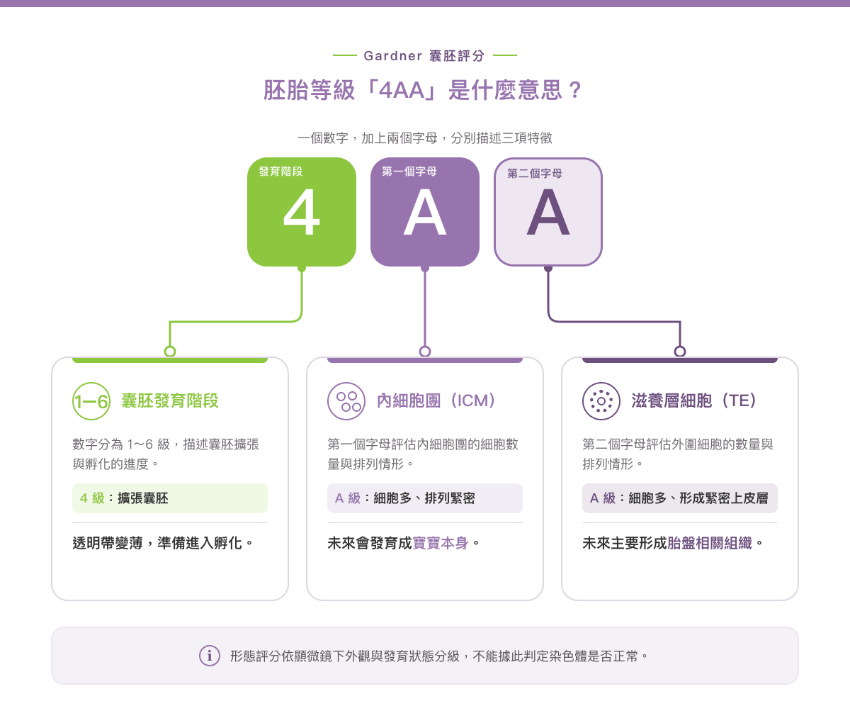 胚胎等級 4AA 的意思：數字代表囊胚發育階段，兩個字母分別代表內細胞團與滋養層細胞品質