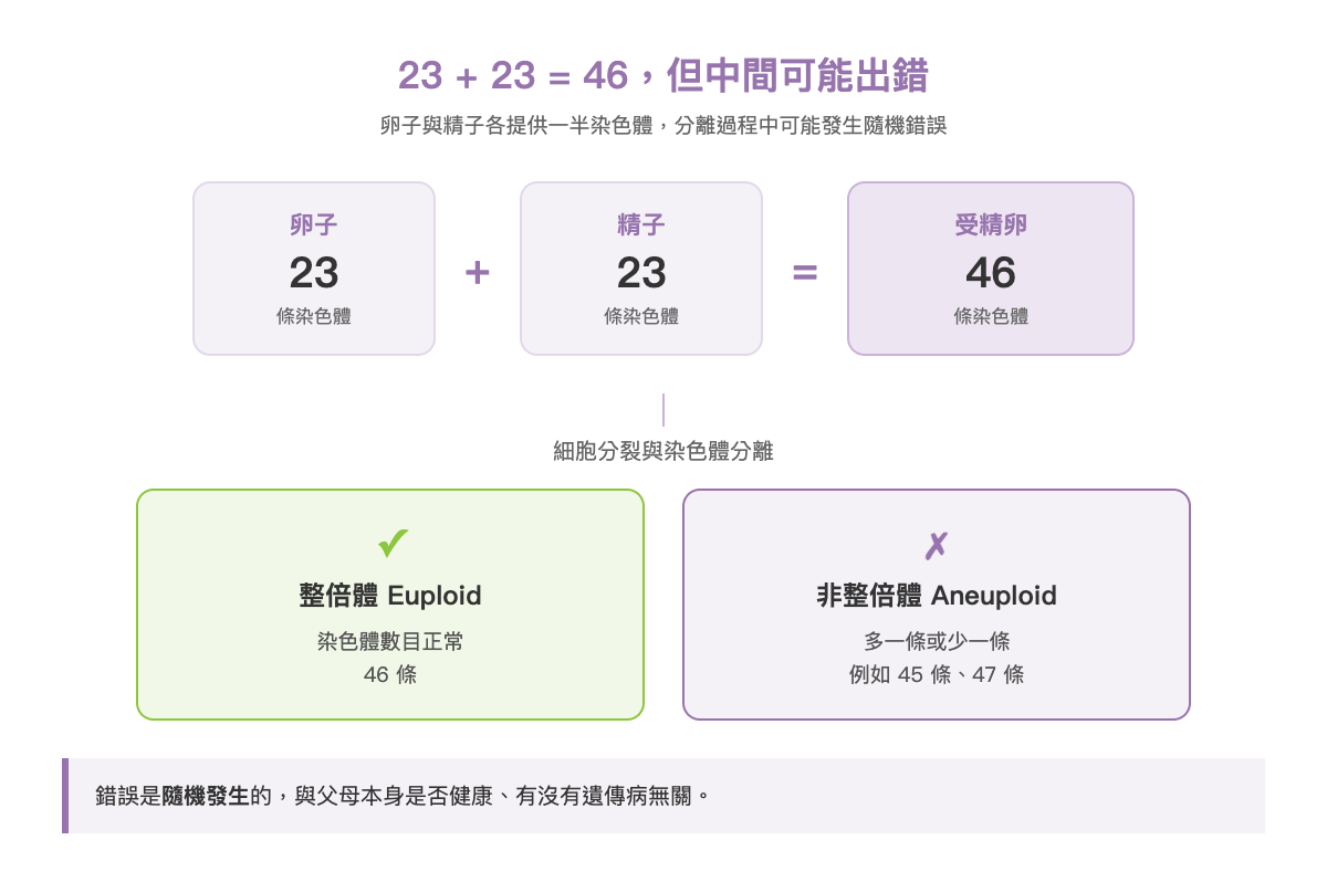 卵子與精子各提供23條染色體,分裂錯誤形成非整倍體胚胎示意圖 卵子與精子各提供23條染色體,分裂錯誤形成非整倍體胚胎示意圖